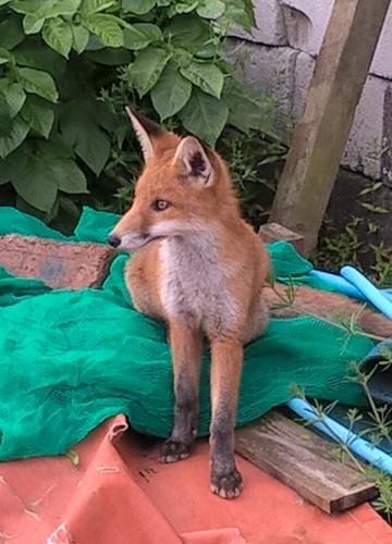 Fox photo 2