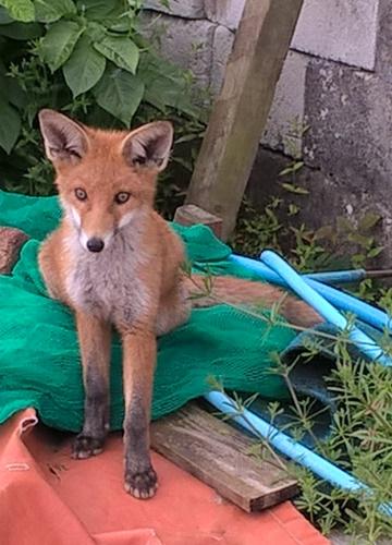 A fox resting on one of the allotment plots