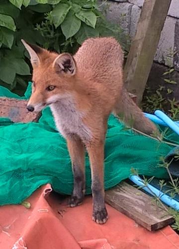 A fox spotted among the plots