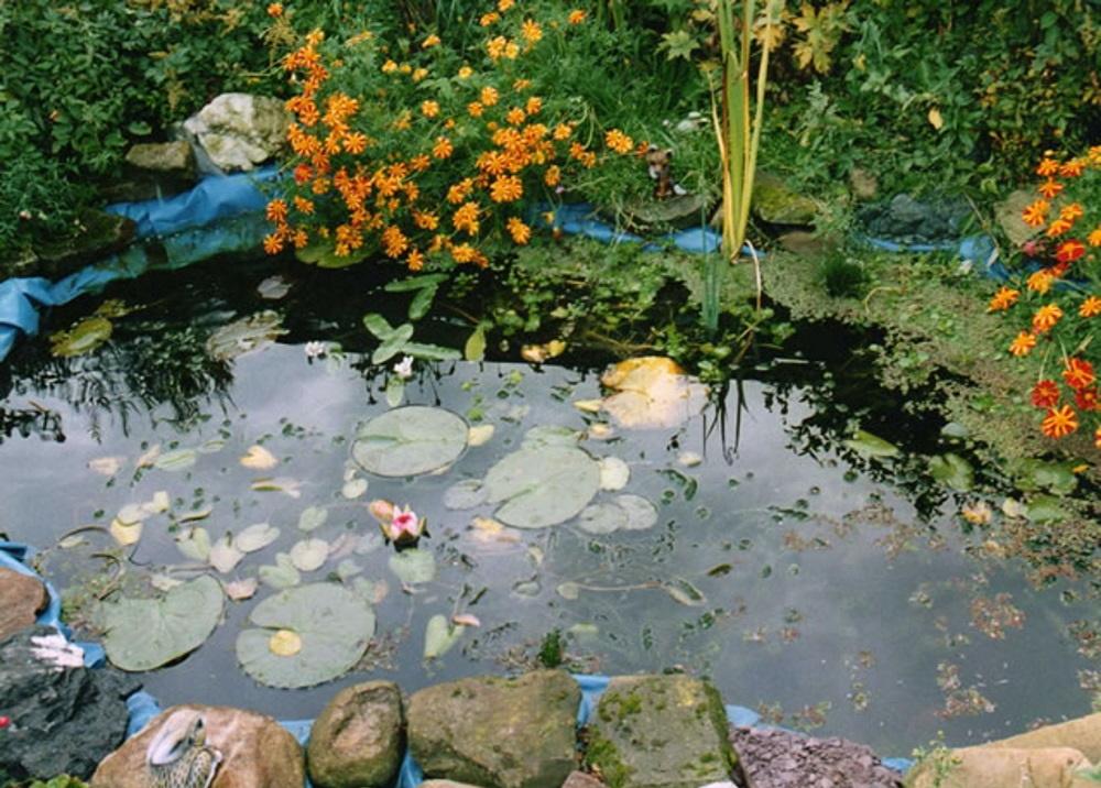 A historical view of the allotment pond area