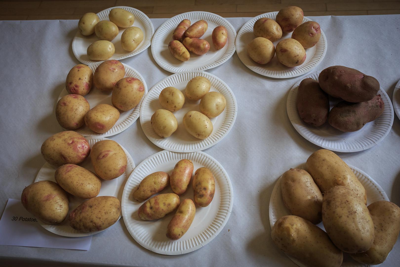 Vegetables and flowers on show at the annual WHAA show